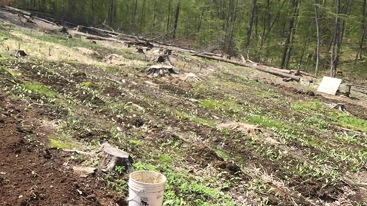 Jardin potager dans un environnement forestier