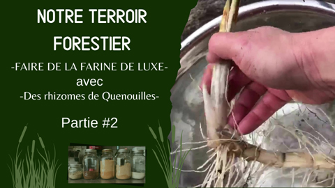 Farine de rhizomes de quenouilles