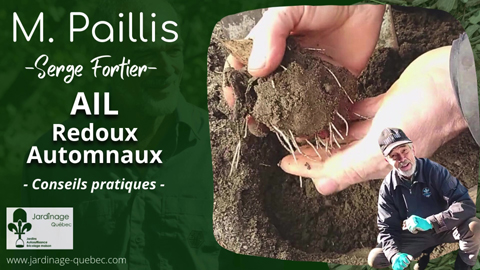 L'ail et les redoux automnaux - Protection