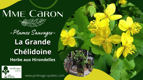 La Grande Chélidoine - Une plante médicinale aux multiples vertues