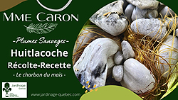 Huitlacoche