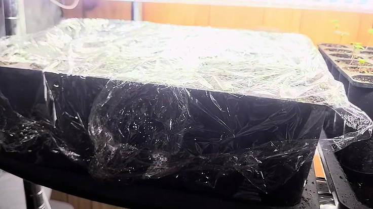 Idée de dôme pour couvrir les semis