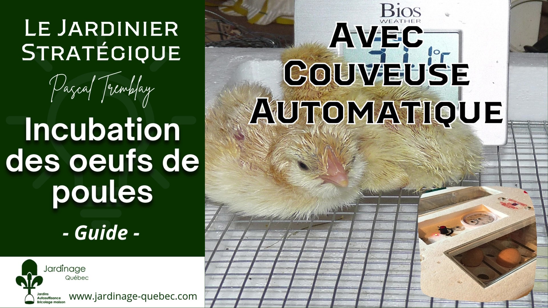 Incubation des oeufs