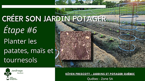 Planter des pommes de terre