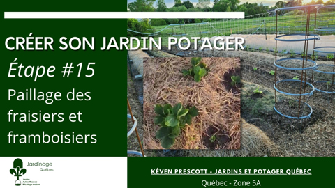 Paillage des fraises