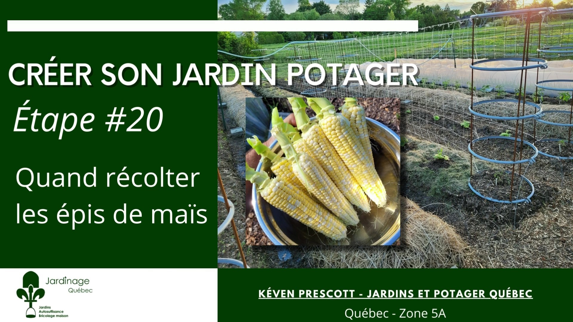 Quand récolter le maïs