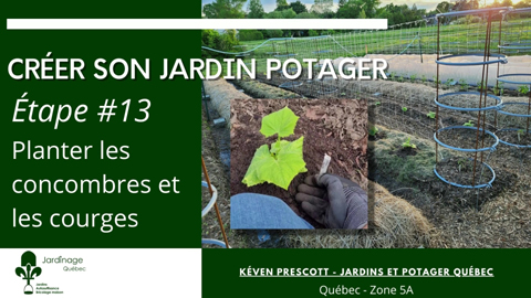 Planter les céleris et les plants de tomates