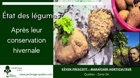 État des légumes après conservation hivernale