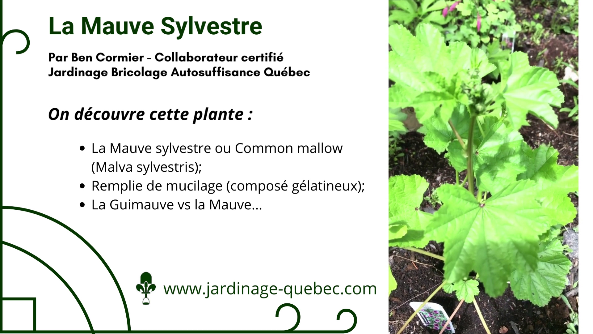 Mauve sylvestre