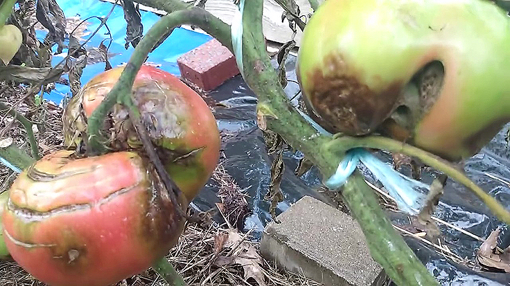 Maladies des tomates