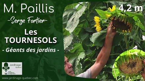 Les tournesols géants du jardin