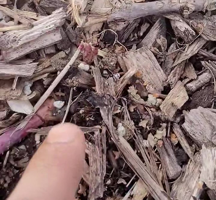 Multiplication des framboisiers