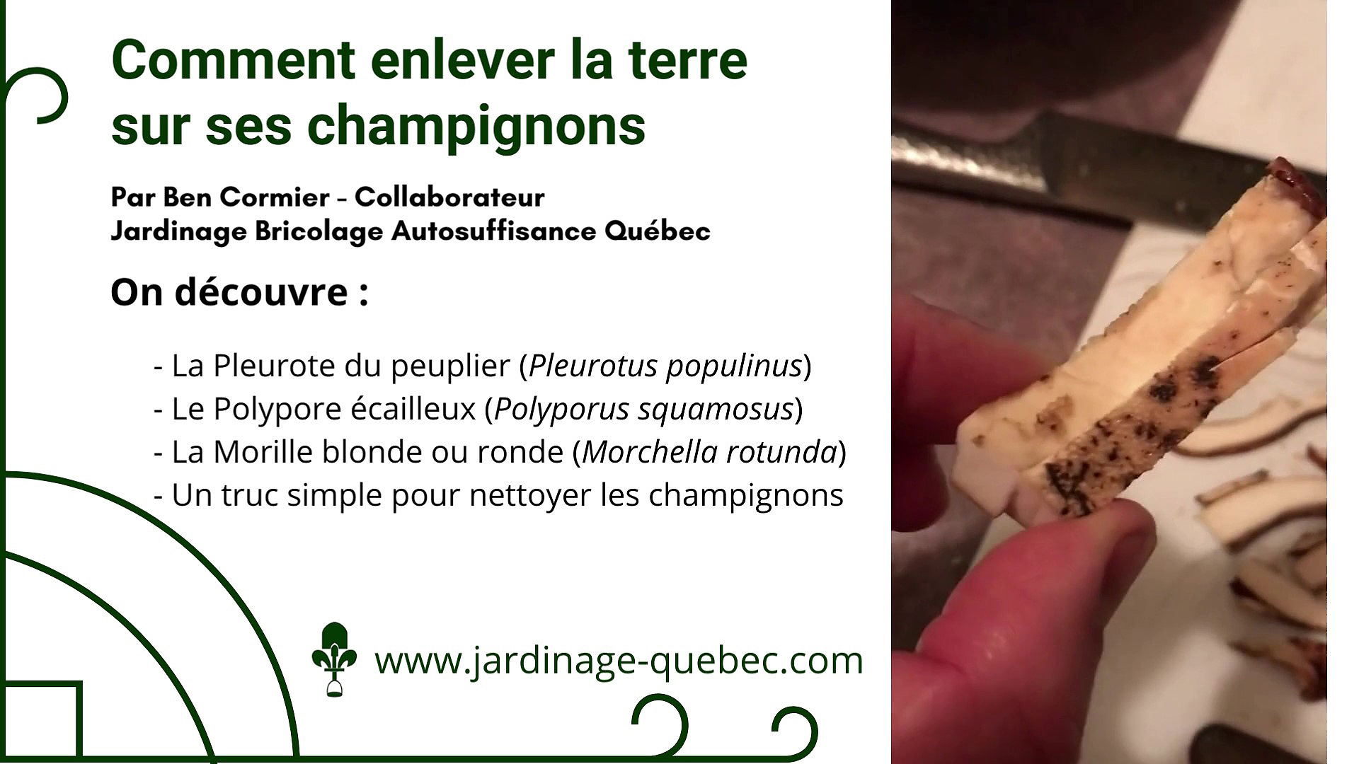 Nettoyer les champignons