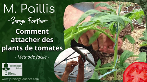Comment attacher des plants de tomates