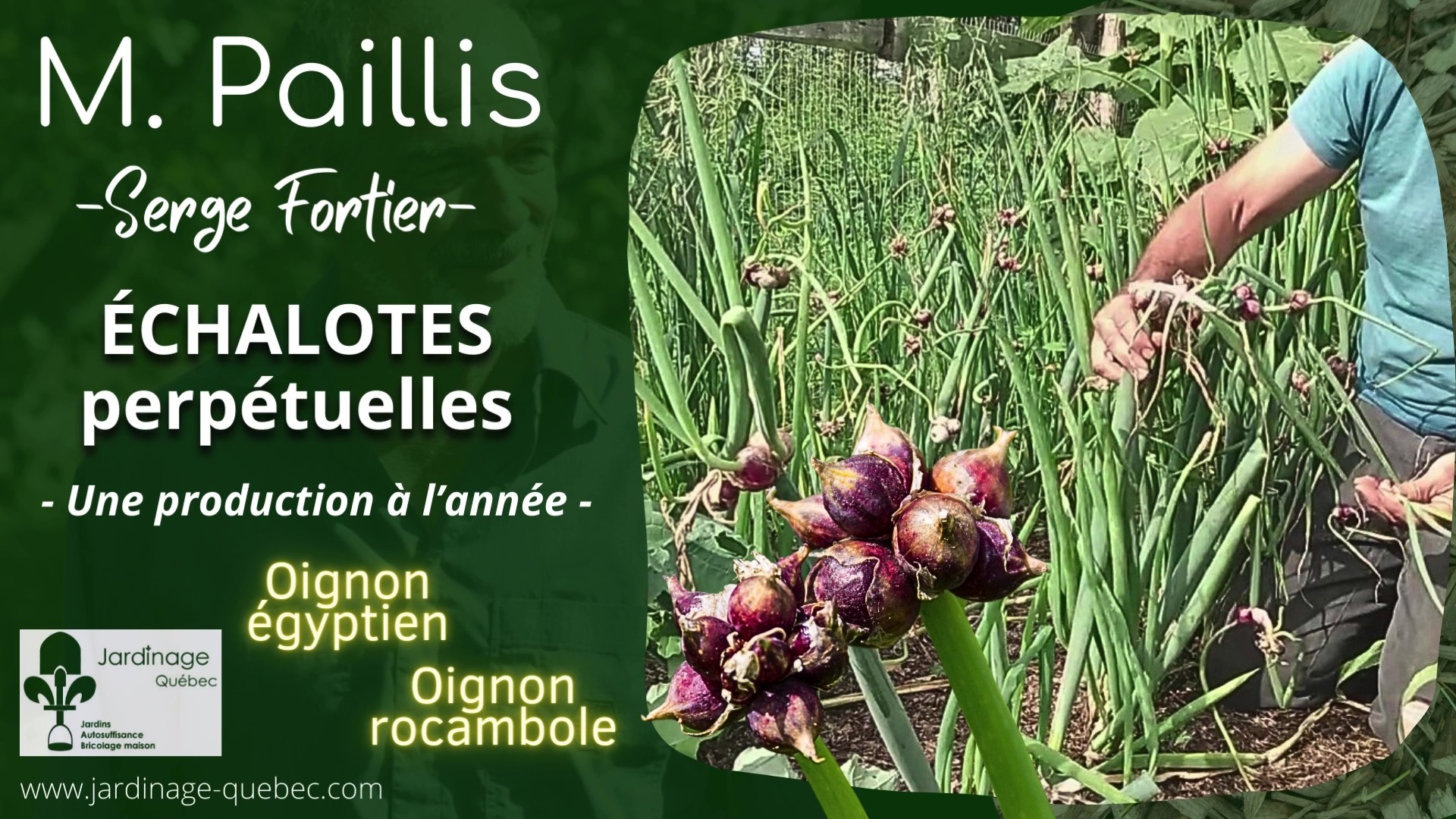 Oignon égyprien - oignon carambole