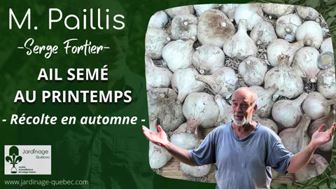 Semer l'ail au printemps ou en automne