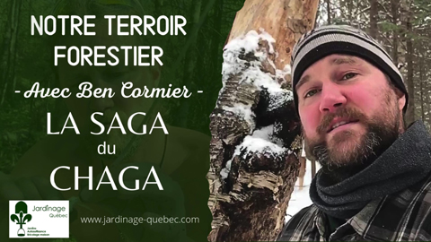 Le Chaga - Constituants et propriétés de ce champignon