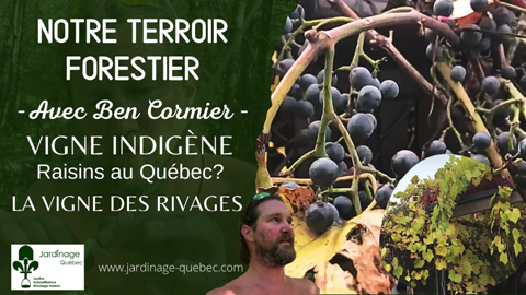 La Vigne des rivages - Raisins indigènes au Québec