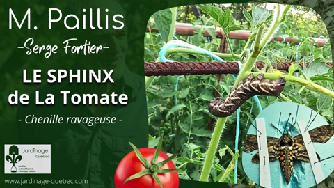 Le Sphinx de la tomate - Une chenille ravageuse