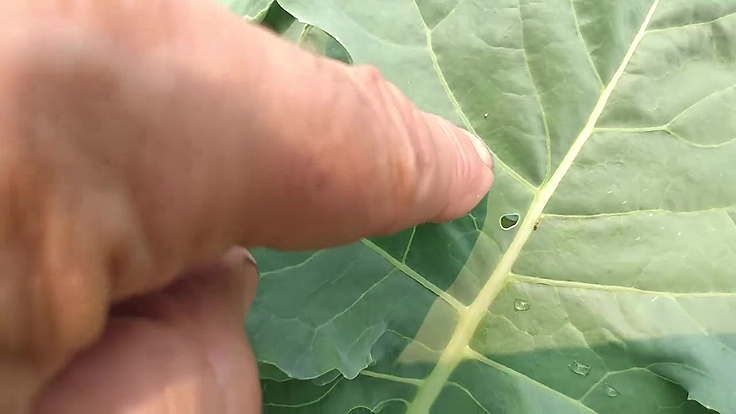 Oeufs de la piéride du chou
