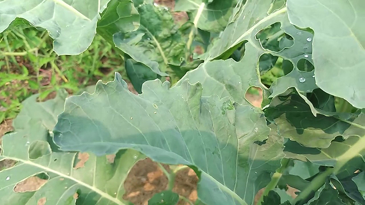 Piéride du chou - Les dégâts au potager