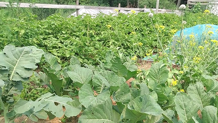 La piéride du chou adore les crucifères au potager