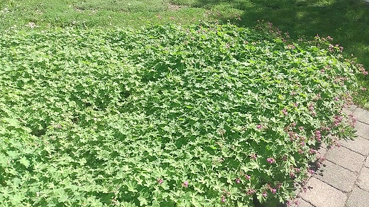 Plantation en massif