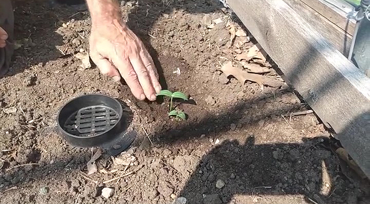 Planter des concombres