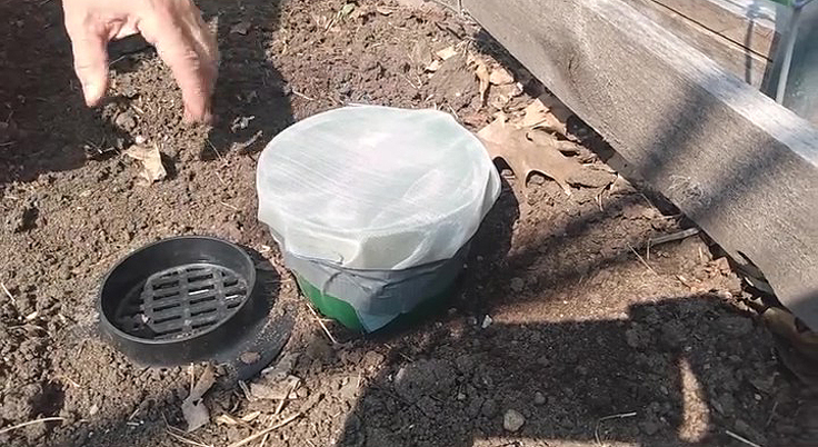 Protection des plants de concombres