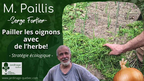 Pailler les oignons avec de l'herbe