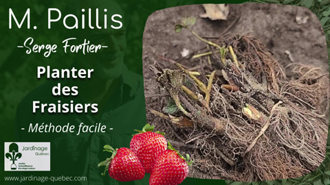Planter des fraisiers