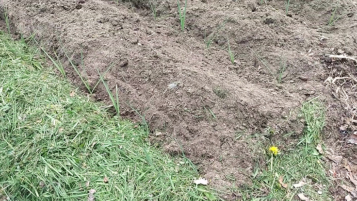 Planter des poireaux