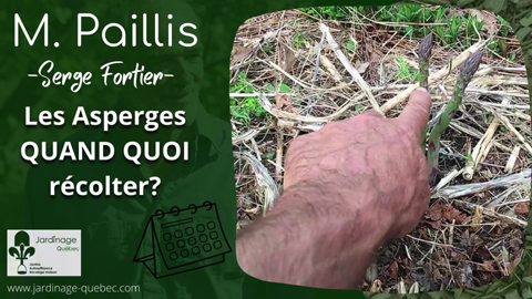 Récolter des asperges - Quand et comment?