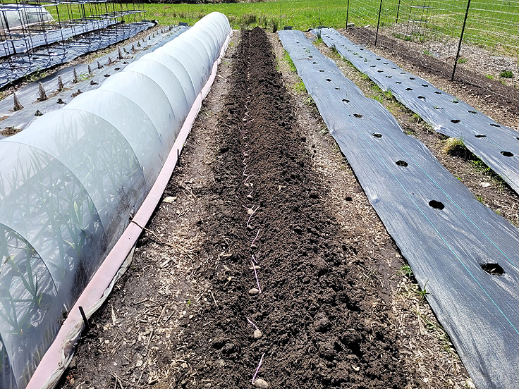 Planter des pommes de terre