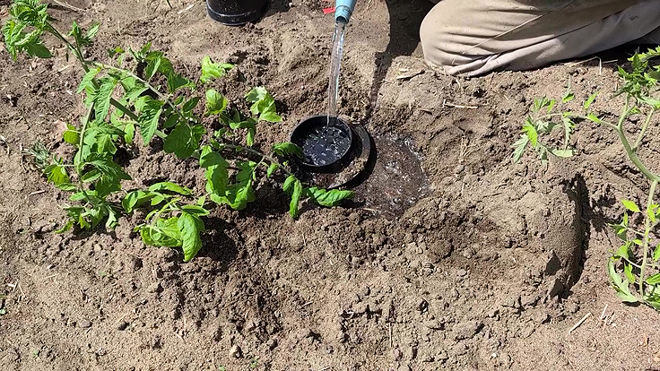 Arrosage des plants de tomates avec le dispositif Logissol-O