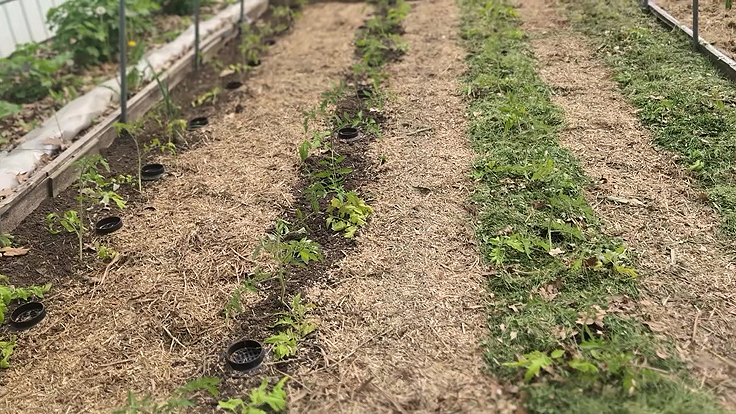 Plantation et disposition du paillis