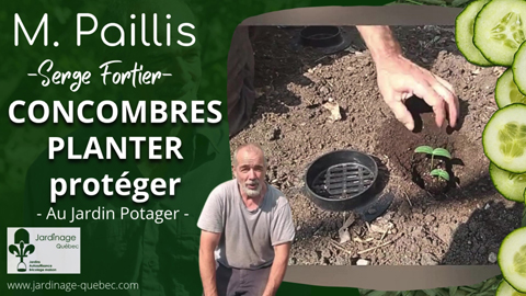 Concombres au jardin - Plantation et protection