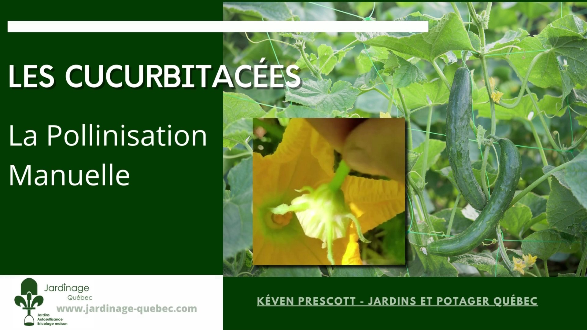 Pollinisation des cucurbitacées