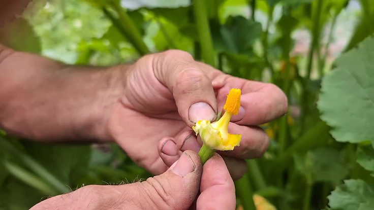 Pistil d'une fleur - Magasin à pollen