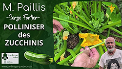 Pollinisation des zucchinis et contrôle des chrysomèles rayées au jardin