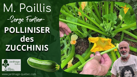 Pollinisation des zucchinis et contrôle des chrysomèles rayées au jardin
