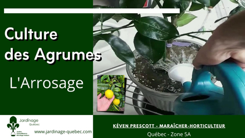 Arroser les arbres d'agrumes