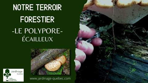 Polypore écailleux
