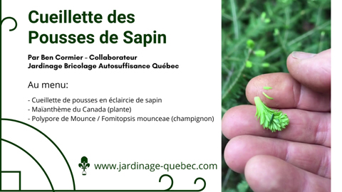 Pousses de sapin comestibles