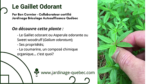 Gaillet odorant