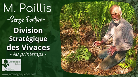 Division des vivaces et stratégie de plantation