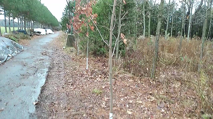 Protection des troncs d'arbres des érables