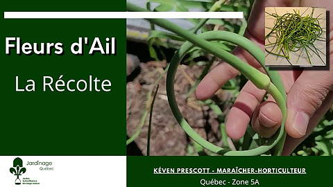 Récolter de la fleur d'ail