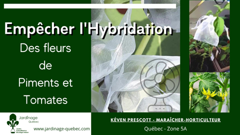 Empêcher l'hybridation des tomates et piments