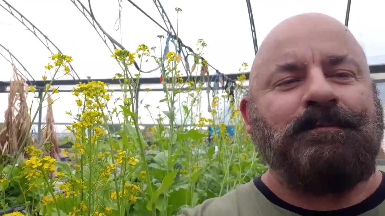 Récolter des semences de légumes